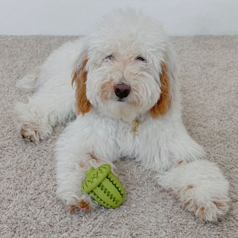 *Pet Toy - Natural Rubber Acorn Toy - 3"
