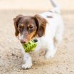 *Pet Toy - Natural Rubber Acorn Toy - 3"