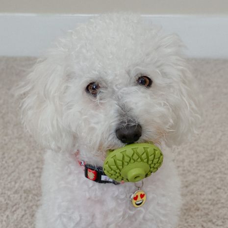 *Pet Toy - Natural Rubber Acorn Toy - 3"