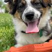 *Pet Toy - GOAT Fetch Stick, Orange - 10"